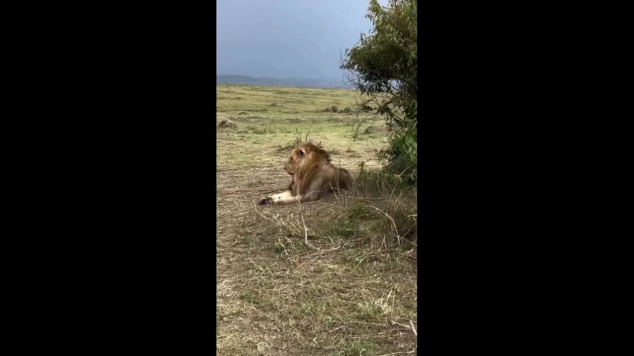 Would you be brave enough to face the lion?