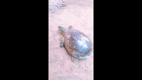 wildlife turtle