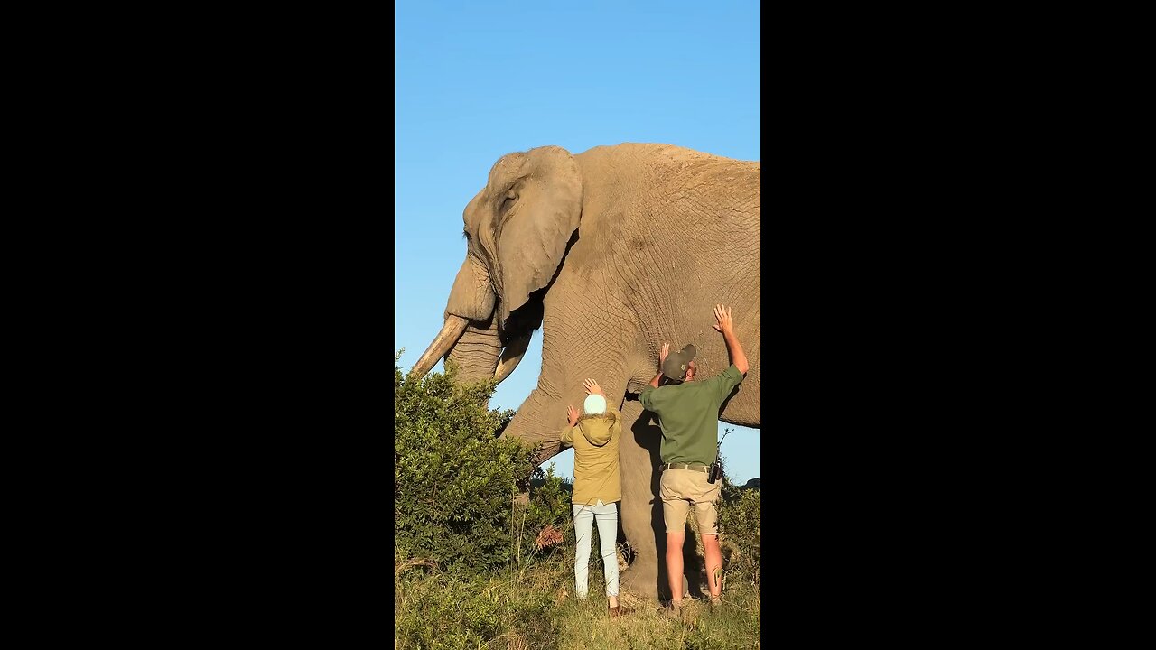 Watch till the end #elephant