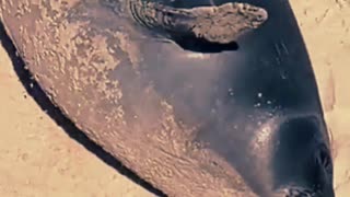 Francisca, la elefante marino, sigue por Piriápolis, Uruguay 14/11/2025