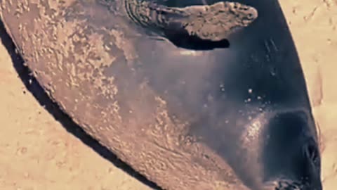 Francisca, la elefante marino, sigue por Piriápolis, Uruguay 14/11/2025