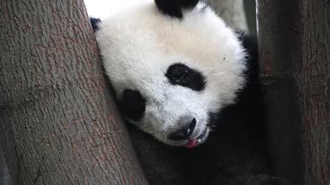 God made pandas, perhaps for our amusement? Why pandas are clumsy & on the edge of extinction.