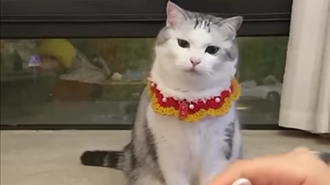 When You cheat the cats