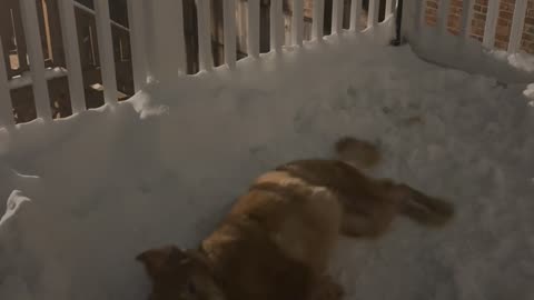 Golden Retriever Making Snow Angels
