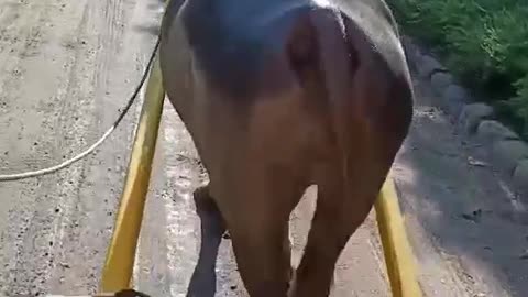 Carabao Ride Through Paradise at Villa Escudero