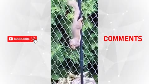 Funniest Dogs And Cats Videos