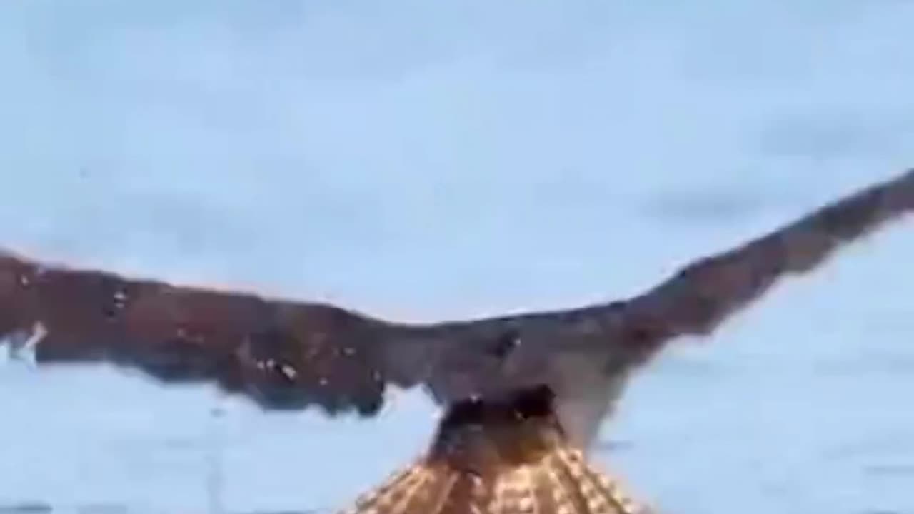 Winged Hunters