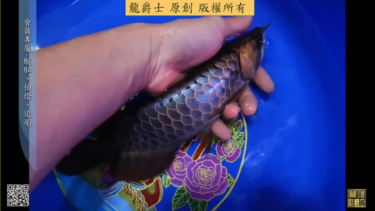 【龍爵士】脫肛 怕燈 追尾 (會員內容公開)