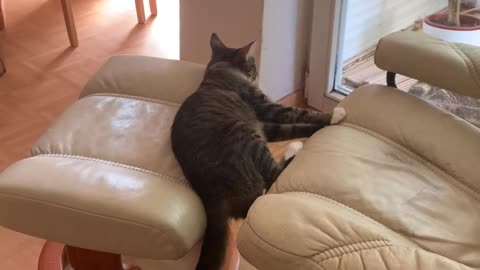 Cat Rests in Crack