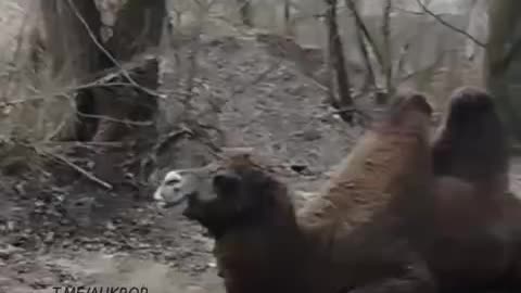 That is an Actual Camel in Service of The Russian Military