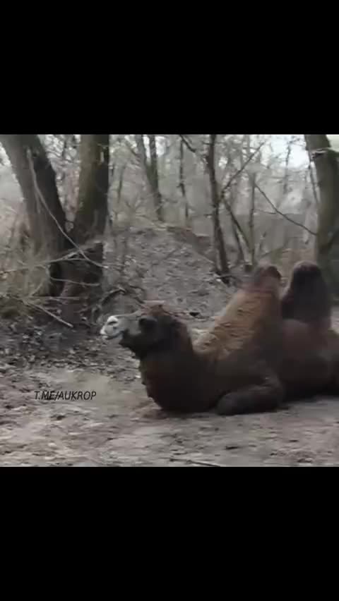 That is an Actual Camel in Service of The Russian Military