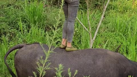 9. Daily life of a cattle herder, dancing on the back of a buffalo