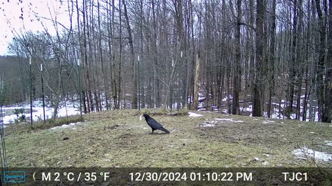 Raven & Mouse