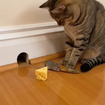Mouse Trades Cat for Cheese