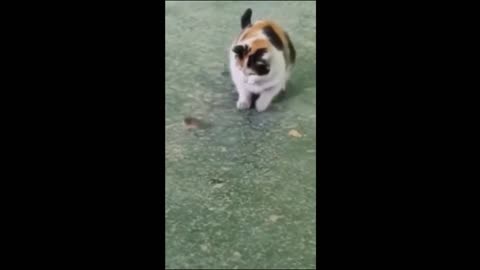 Funny Dogs and cats playing at home!