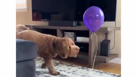 Dog playing with Ballon