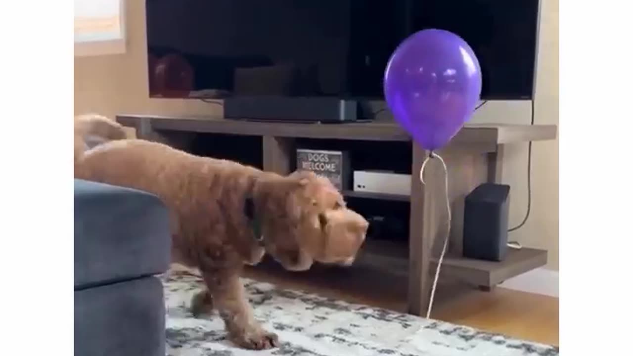 Dog playing with Ballon