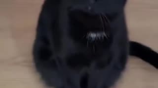 Kitty has a sixth sense for food