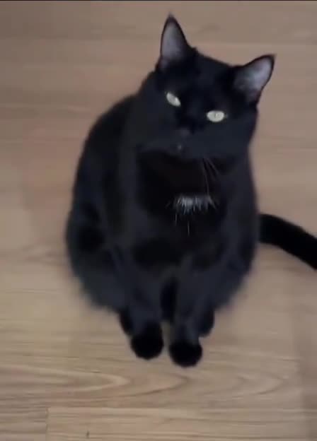 Kitty has a sixth sense for food