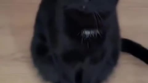 Kitty has a sixth sense for food