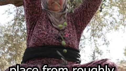 The Heart of Palestine: Olives and Heritage