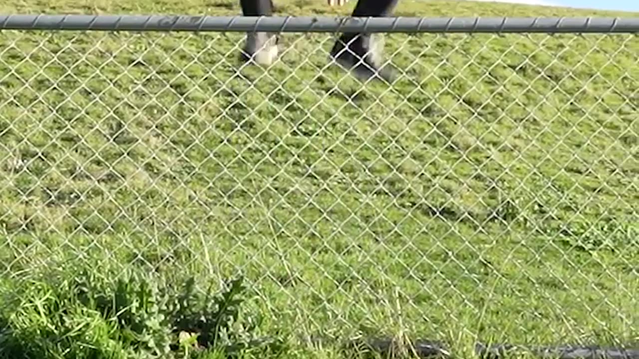 How Animals Get Over A fence