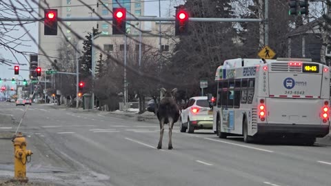 Moose Strolls Through Downtown Anchorage