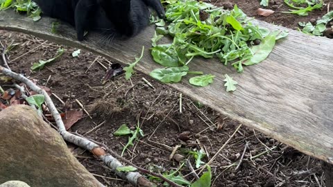 This Bunny's Treat Trick is Genius-Level Cute 🎉
