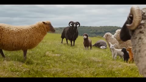 THE SHEEP DETECTIVES Official Trailer (2026) Hugh Jackman