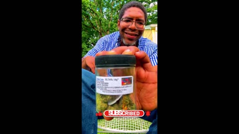 Gelato Cake THCA Flower From Flame Train CBD Blaze Session Review