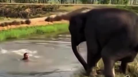 🤯✨ Elephant's Heartwarming Rescue! | FeedMyCuriosity