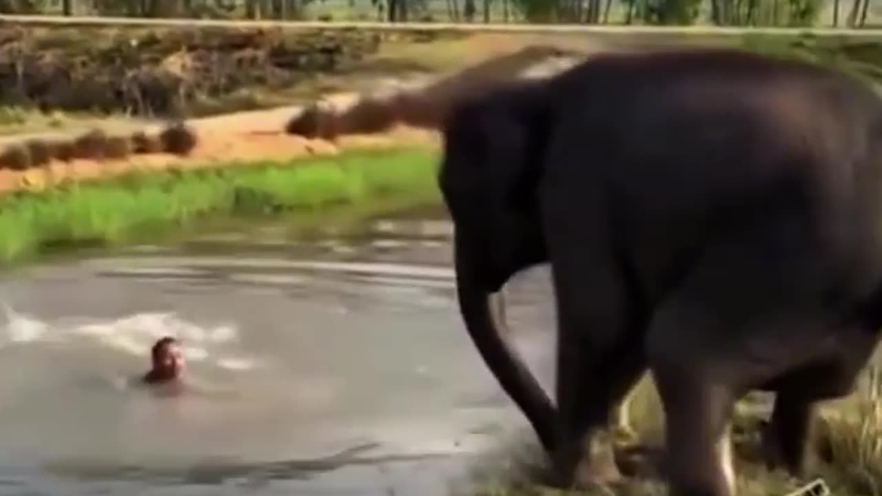 🤯✨ Elephant's Heartwarming Rescue! | FeedMyCuriosity