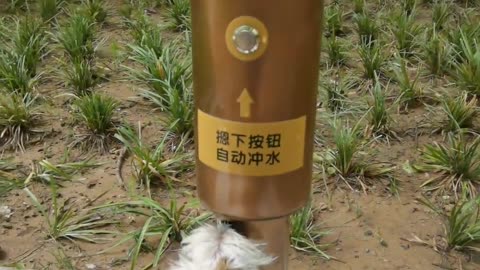 🤔🐶 This Public Toilet for Dogs Is Genius! | FeedMyCuriosity