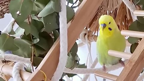 she-can-walk-like-prima-ballerina-happybudgies