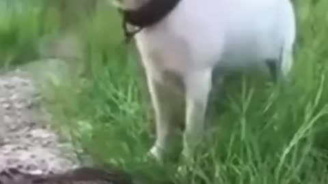 Woe Day 71. I am in the ark. Waiting for GOD to open the Door for a spring/summer Pentecost rapture