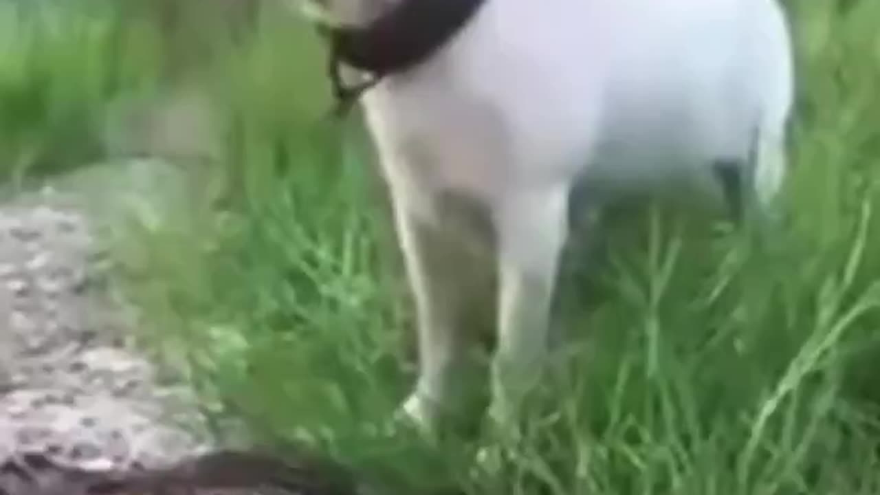 Woe Day 71. I am in the ark. Waiting for GOD to open the Door for a spring/summer Pentecost rapture