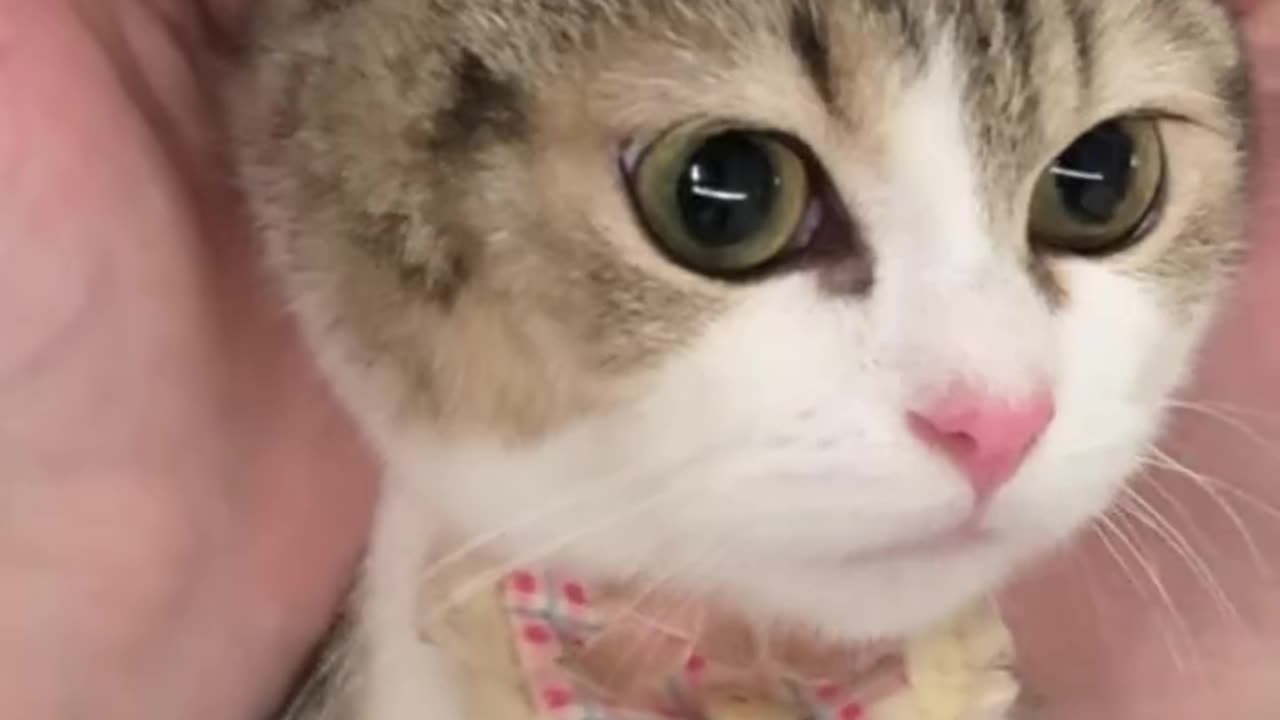 Cute cat