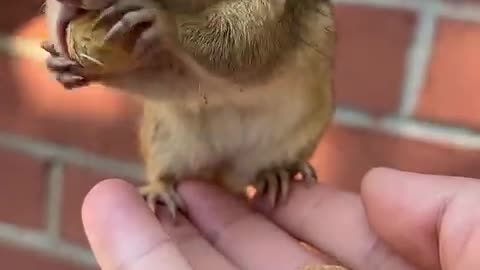 #Cute chipmunk eat peanut 🥜#