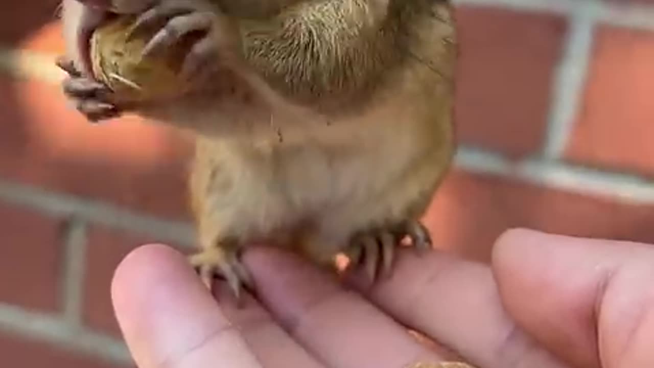 #Cute chipmunk eat peanut 🥜#