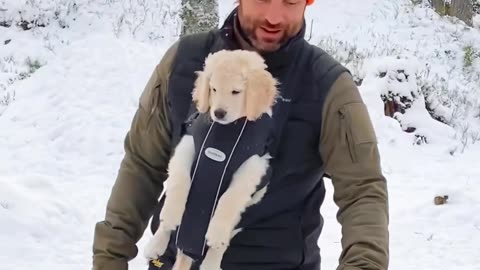 Fluffy Puppy In A Baby Carrier