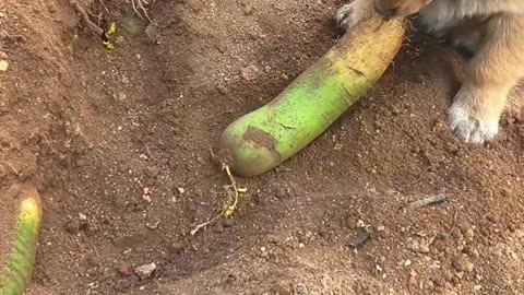 Eating the carrot that the little dog dug up