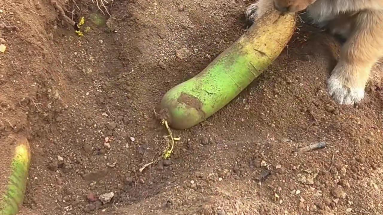 Eating the carrot that the little dog dug up