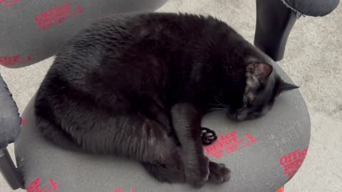 Cute Precious Piper Demonstrates Her Isometric Exercise - Adopting a Cat from a Shelter Vlog