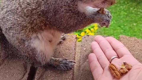 Squirrels favorite food to eat unsalted nuts