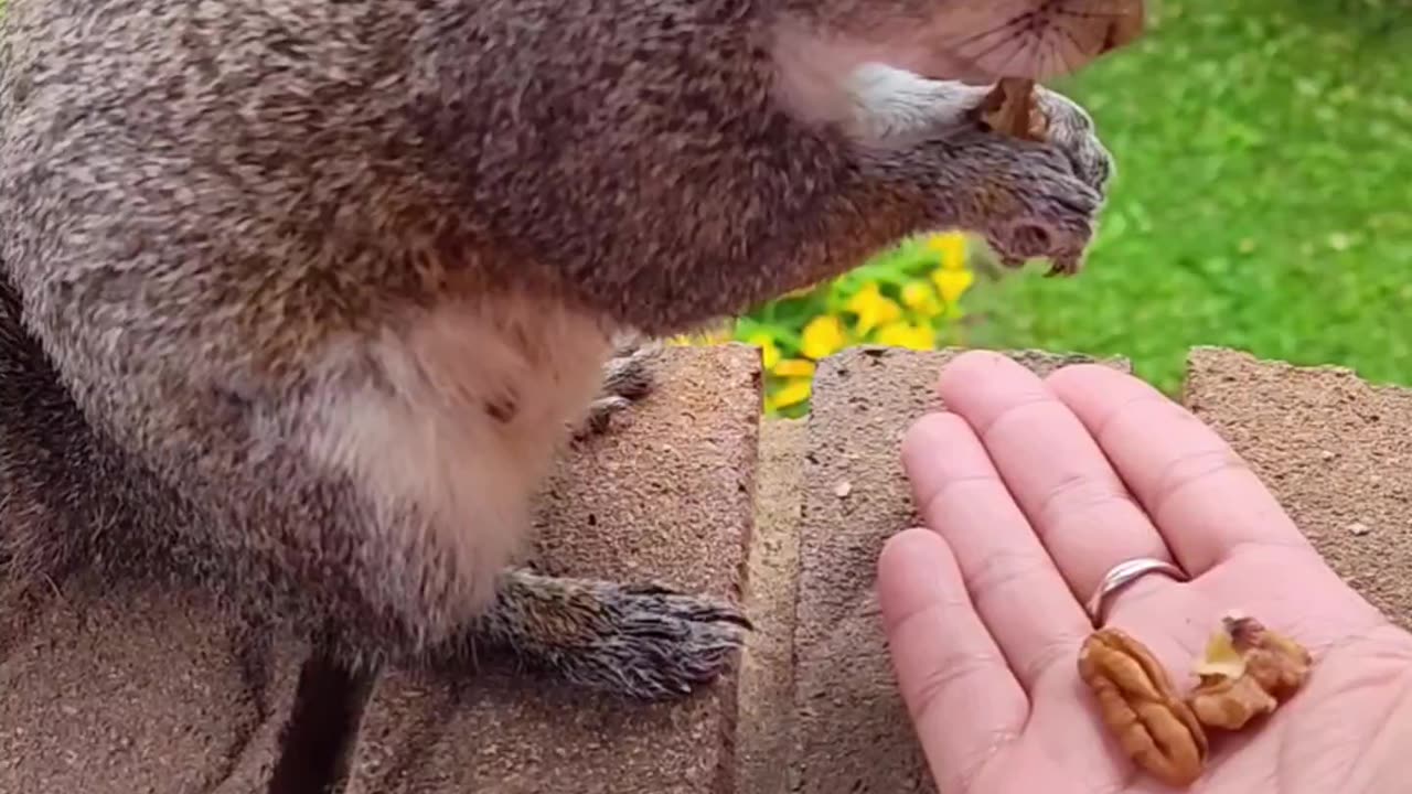 Squirrels favorite food to eat unsalted nuts
