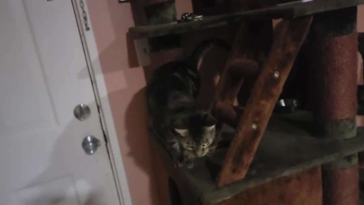 Brother Cat Feed Me (December 15, 2024)