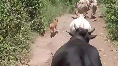 Cattle Lifestyle Unexplained