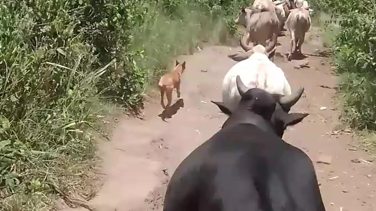 Cattle Lifestyle Unexplained