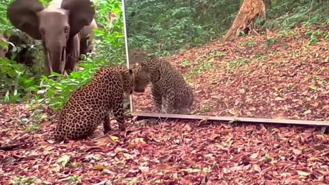 Leopards reacting to themselves in the😻 mirror