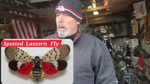 REQUIRED COURSE: LEARNING ABOUT THE SPOTTED LANTERN FLY